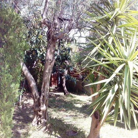 Alessandra Villa Falcone
